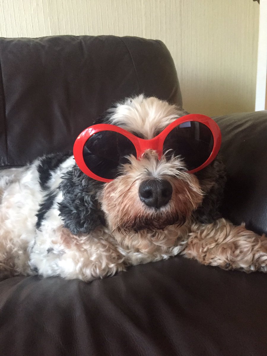 dogcallednemo's tweet photo. Move over Honey G its Honey N in town 🐾 they see me rollin' they hatin' 🎤🕶 #HoneyG #XFactor https://t.co/XbTmeWhcxk