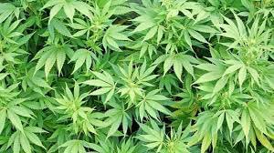 jimhooley's tweet photo. Denver voters approve 'Initiative 300'.  Pot social use.  Details @KDVR @ch2daybreak https://t.co/AwCZIdjXAc