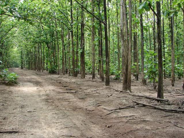 Тисовое дерево. Тиковое дерево в индонезия. Тиковое дерево юго-восточная азия. Тик дерево тайланд. Тик дерево тайланд.
