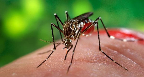 Двое москвичей привезли в Россию вирус Зика
actualnews.org/zdorovie/12199…