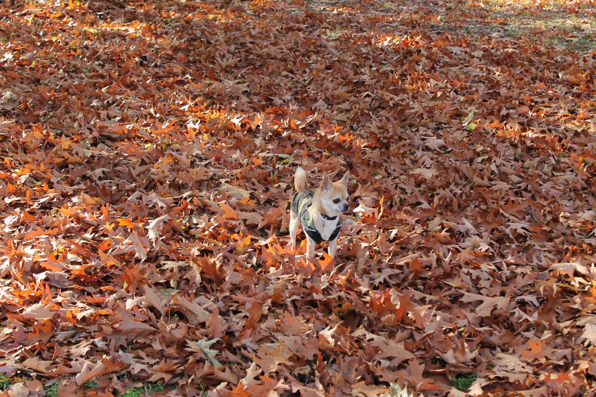 Chilliwawa's tweet photo. Do you #love #Autumn as much as me? #AdventureIsOutThere #CHIHUAHUA #cute #dogsoftwitter https://t.co/oaZVCyYPw5 https://t.co/4yiu5NGaPT