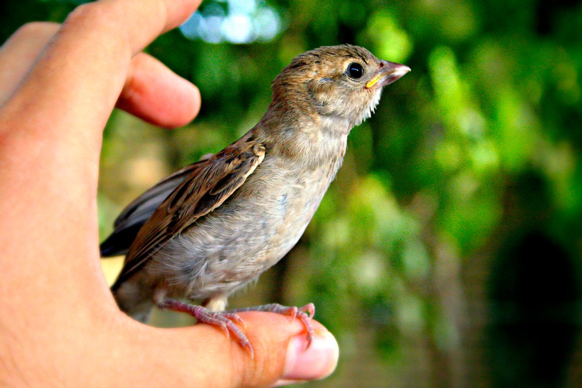 fotoroyaltyfree's tweet photo. A cute little birdy #bird #birdy #royaltyfreeimages #stockphoto #startup #copyrightfreeimages #copyrightfreephotos #blogging #photography https://t.co/wwKl5ZyjiX