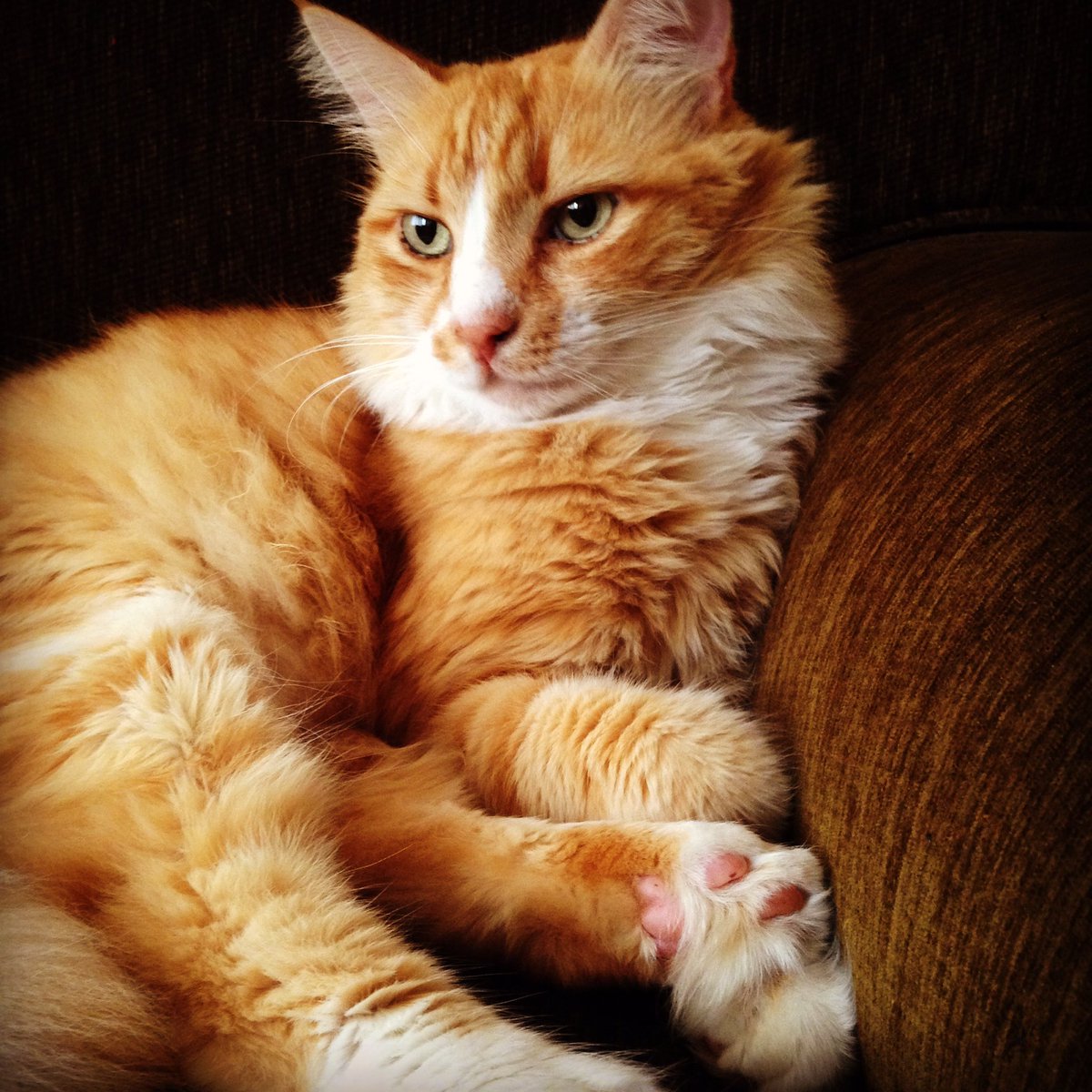 birgulfazli's tweet photo. #IBMBCTR2016 Watson'a kedi giriyor mu? Abi 😽#ibmbc2016 @harun_tekin https://t.co/6sJmIQXmrs