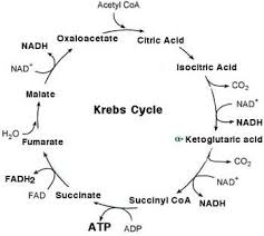 _powerhouse2016's tweet photo. last night I was looking at the #supermoon. reminded me of the #krebscycle! #cellularrespiration #WHS2016Slampaign https://t.co/6S1Zr9JEXV