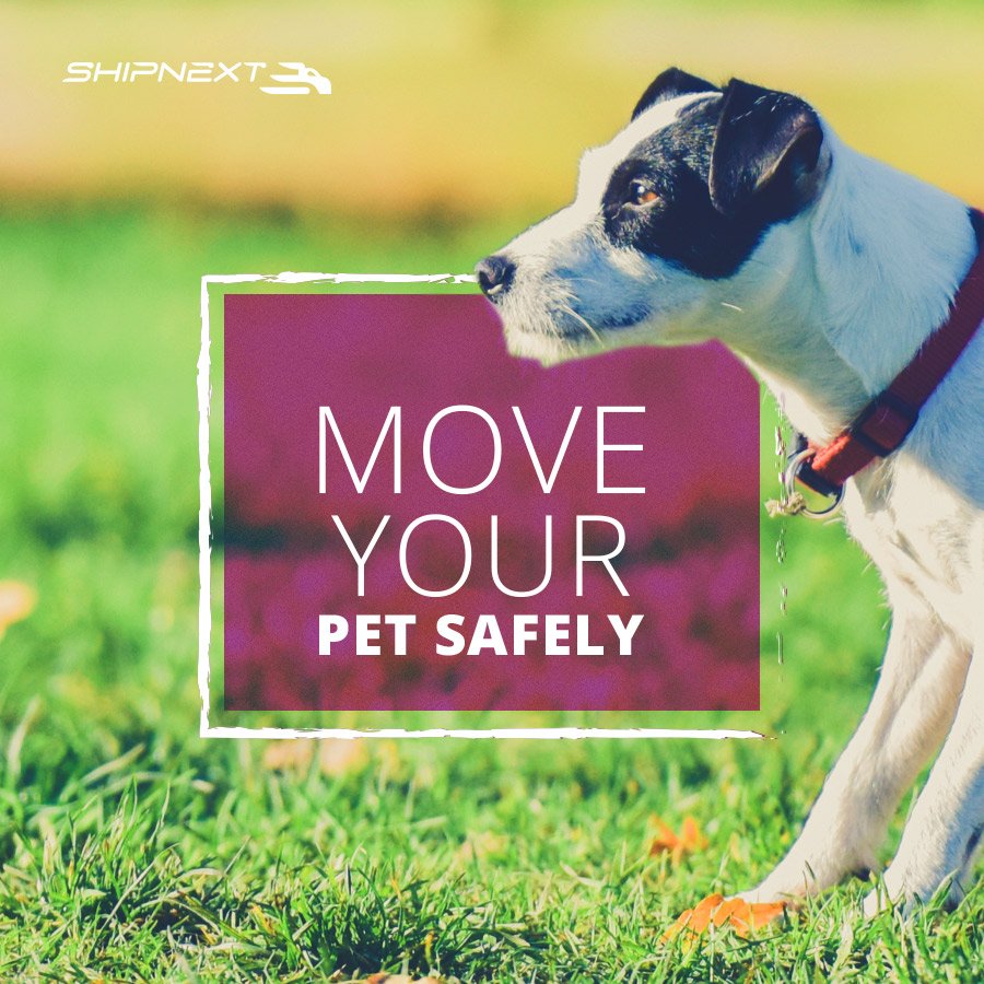 ShipNext's tweet photo. Move your pet safley to anywhere across the country!
#petlove #moving #India https://t.co/XuO4xcRdG1