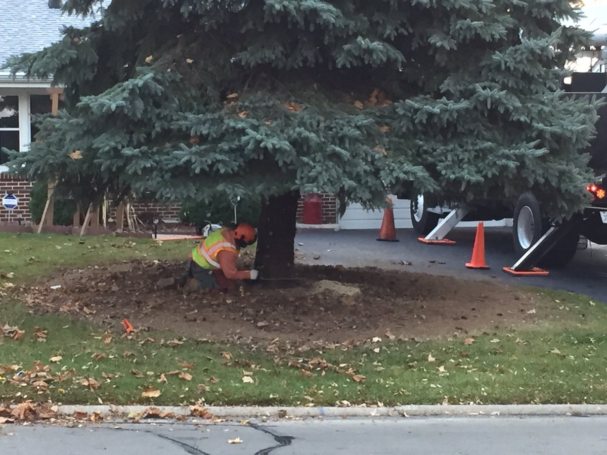 gorockford's tweet photo. The chainsaw is here! Don't worry the tree won't fall on anyone #strolltree2016 #strollonstate https://t.co/tHv1JQk704