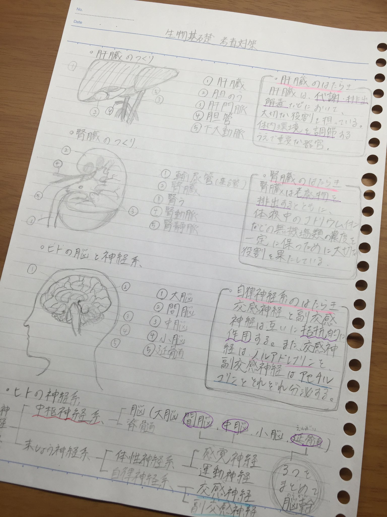 ゆう 勉強 応援 垢 低浮上 生物基礎 意外と生物基礎のまとめ方や用語の暗記方法がわからない人が多いと聞いたので載せてみました 図やイラストとセットで用語を覚えるといいです テストに出たら思い出しやすい ノートを見てわからない