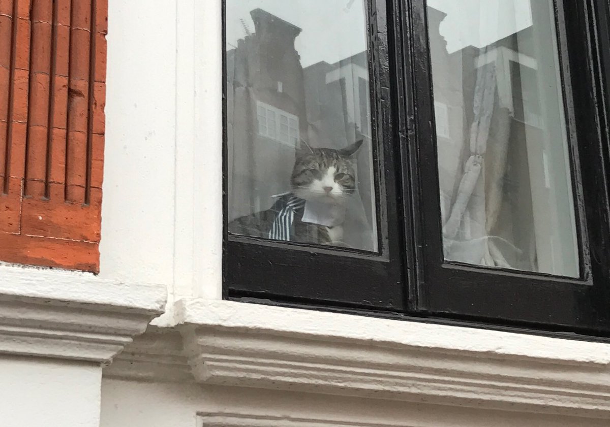 horton_official's tweet photo. I don't want to detract from the serious issue here but Assange's cat has two ties. https://t.co/qhNGkaR9xG
