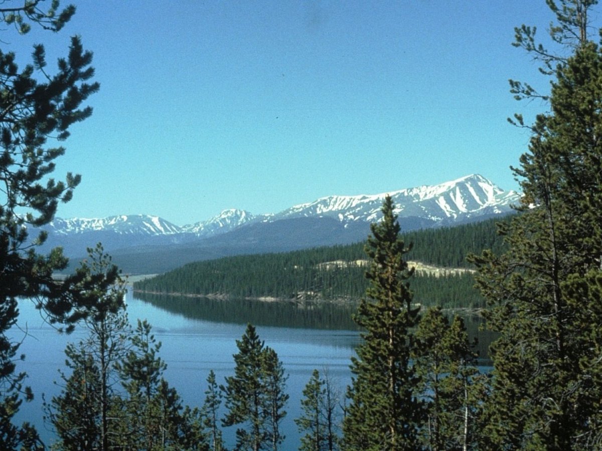 LeopoldLabESF's tweet photo. #leopoldlivetweet Pinus contorta dominant tree species in #Yellowstone NP. Famous for pine beetle outbreak and regeneration after fire. https://t.co/ctWWeE7Jta