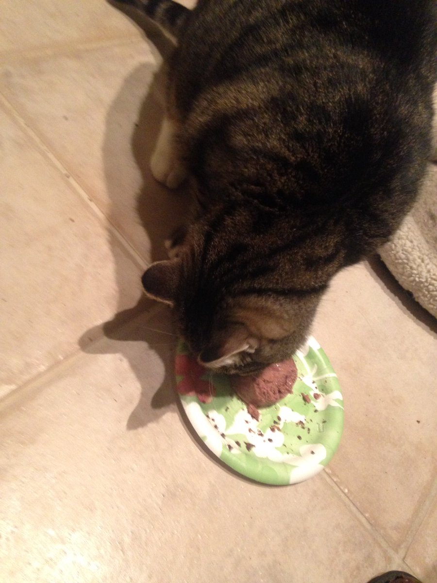 bluesawatx's tweet photo. My #battlebuddy...... his name is "Buddy". #515nation #heeats https://t.co/nSC5Tx1Pb8