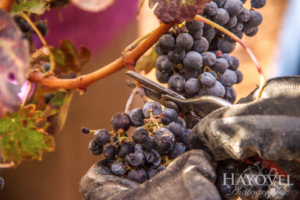 HaYovel's tweet photo. Last cluster of grapes being picked for the Harvest 2016 season! https://t.co/Bd0vUj6msa
