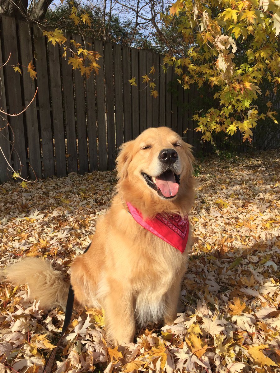 GoldGord's tweet photo. It's a great day ☀️ https://t.co/53XsL15nKv