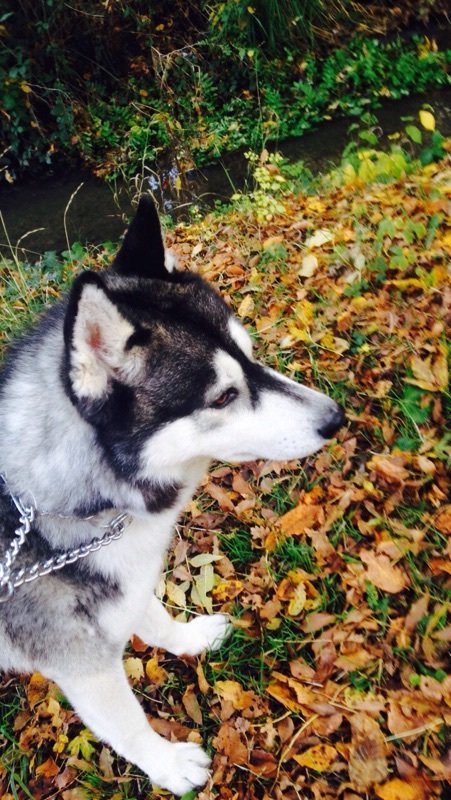 httpsassou's tweet image. Sinon j'ai perdu mon chien depuis hier, si quelqu'un le voit sur Tours ce serait cool merci 😞