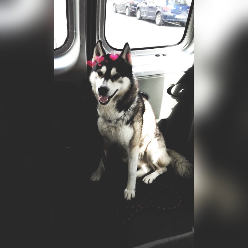 httpsassou's tweet image. Sinon j'ai perdu mon chien depuis hier, si quelqu'un le voit sur Tours ce serait cool merci 😞