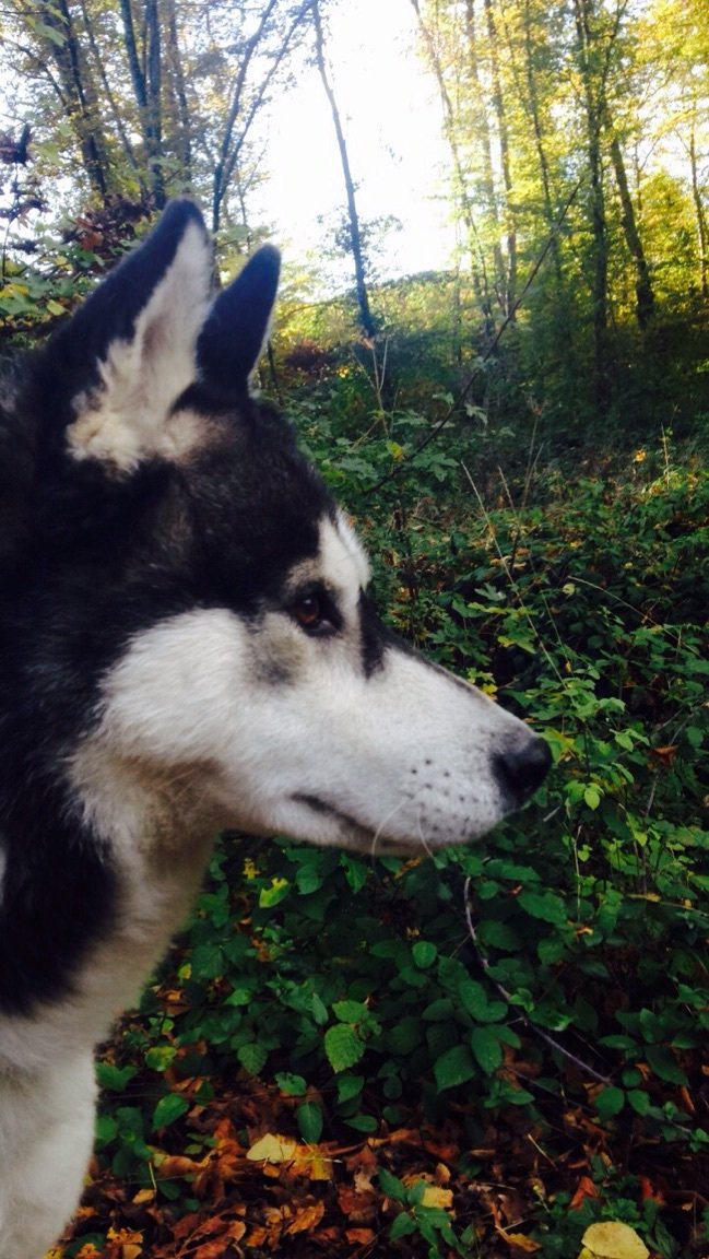 httpsassou's tweet image. Sinon j'ai perdu mon chien depuis hier, si quelqu'un le voit sur Tours ce serait cool merci 😞