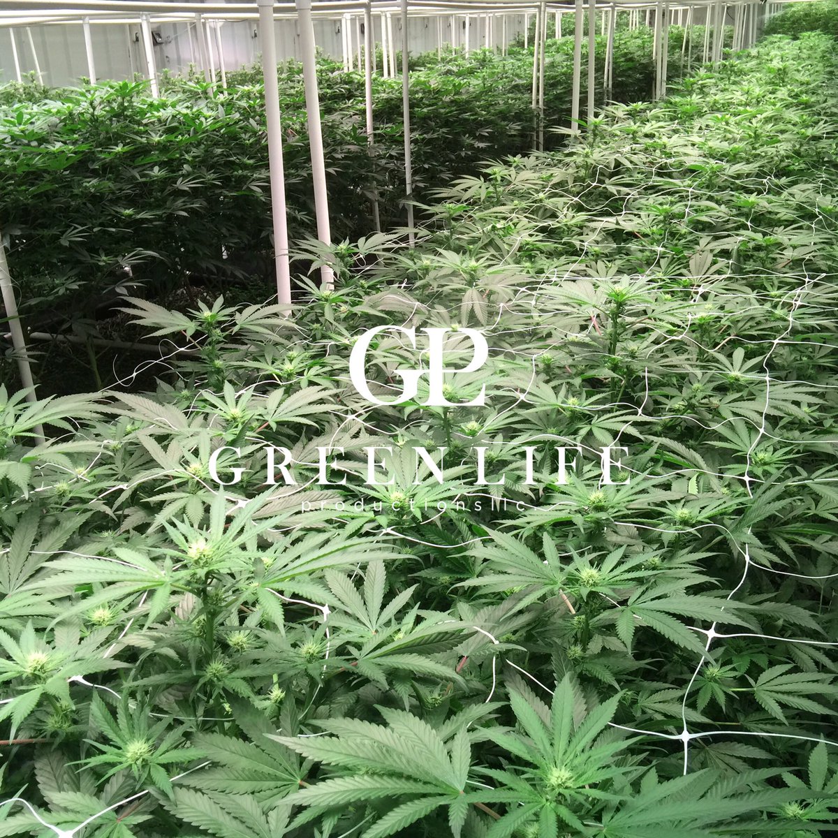 GLPNV's tweet photo. The canopy in Room 2 is filling in nicely on our #5thcycle #notill #livingorganicsoil just two weeks into flower! #greenlifeproductions https://t.co/Cxk7KKdQUa