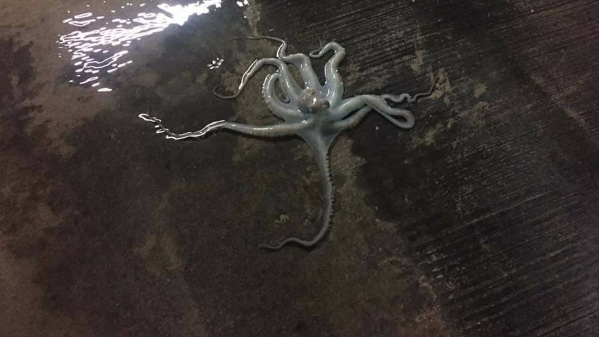 Miami Beach resident claims tides swept #octopus into garage bit.ly/2eWC2B5?utm_me… https://t.co/YOtsUYmtz3
