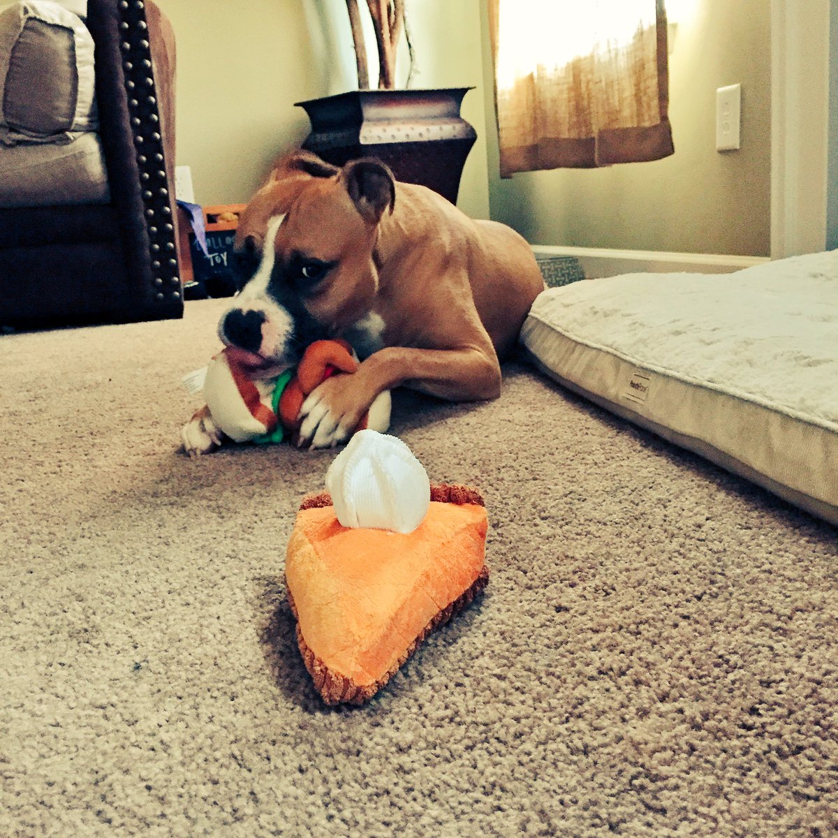 DallasTheDoggie's tweet photo. Preparing for Thanksgiving 🦃🍞 https://t.co/vOpWWvWmmU