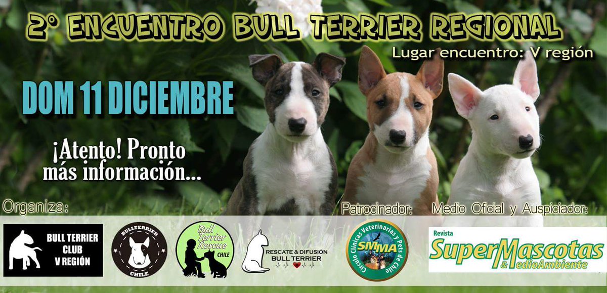 BullterrierVreg's tweet photo. No te puedes perder nuestro 2do encuentro regional de #BULLTERRIER
@SuperMascotas @MascotasNutri @BullTerriersfan @bullterrierinfo https://t.co/Q7bpDOrD74