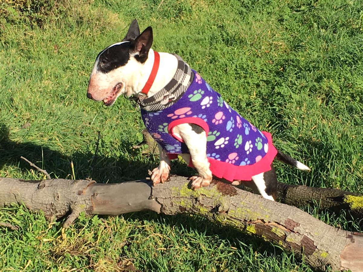BullterrierVreg's tweet photo. Gift.. miembro de @BullterrierVreg una super aperrada viejita con su vida plena y feliz junto a la Med. Veterinario @CarlaCanessa https://t.co/h5KRn6cRaG