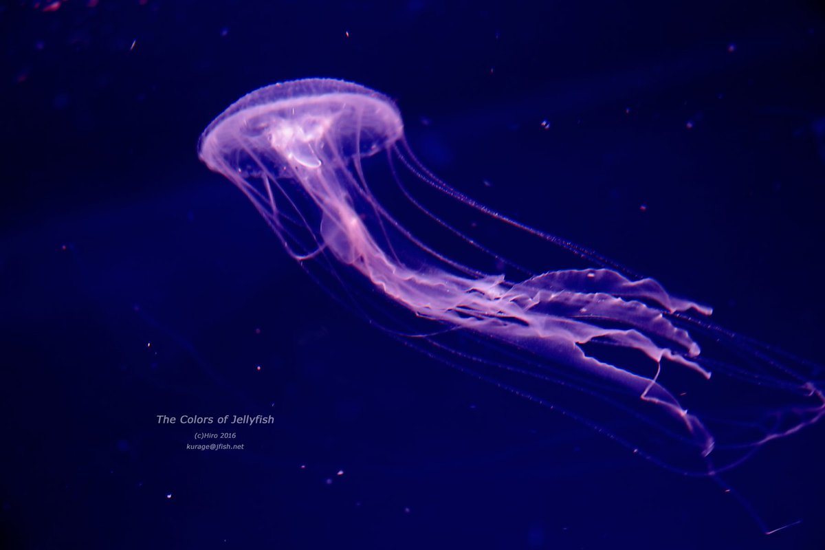 Hiro No Twitter 天草水母 漢字で書くと このクラゲの曲線がさらに儚く感じてしまいます アマクサクラゲ クラゲ 海月 水母 Jellyfish ネットの海にそっとクラゲを漂わせます