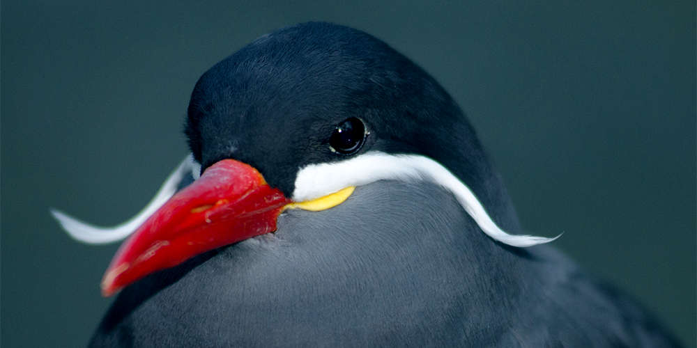 Beat Moustache tweet media