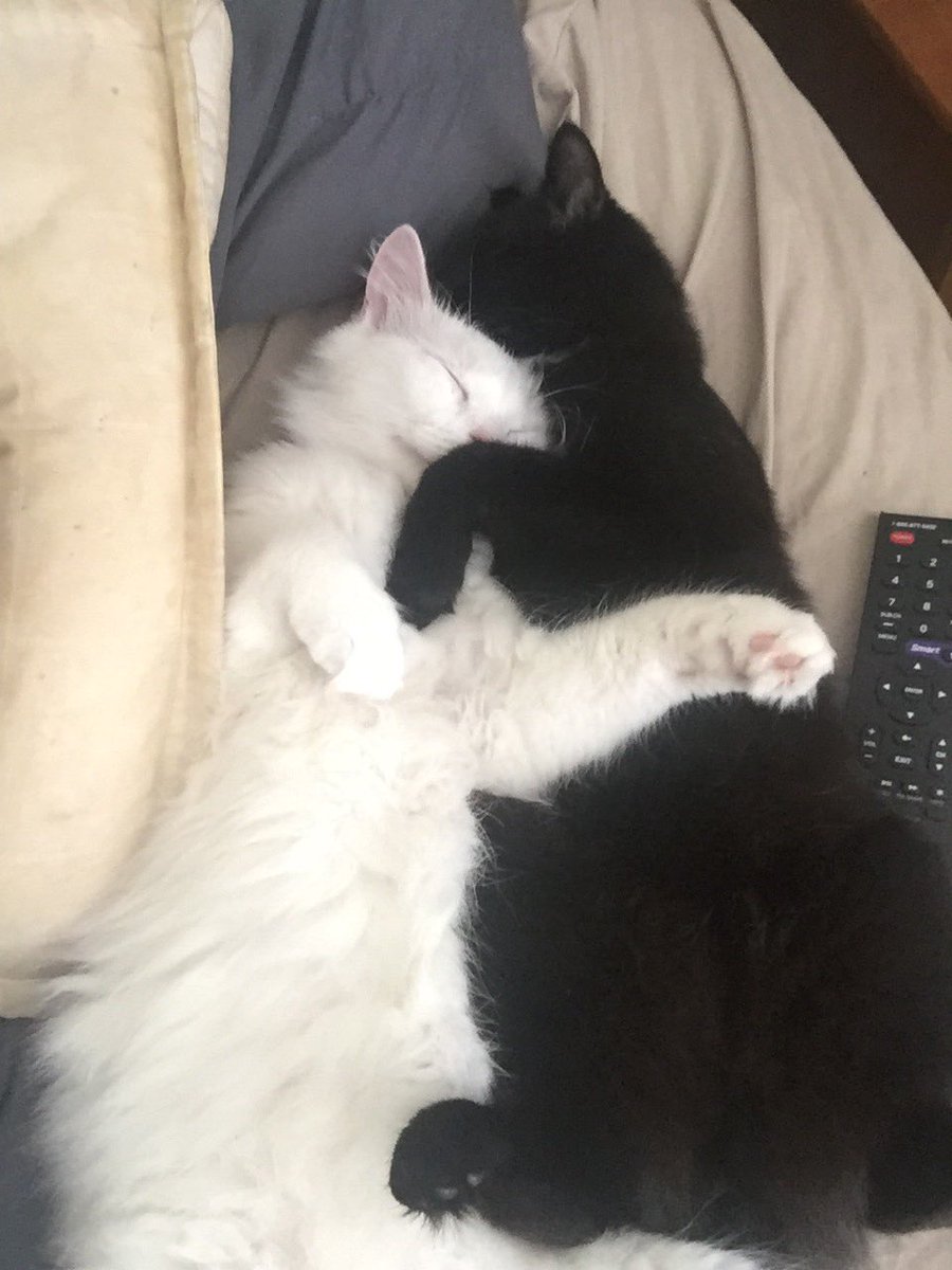 halligrace's tweet photo. If this picture of my cats snuggling doesn't earn me internet fame, then I just give up. https://t.co/bGoqQpnlqy