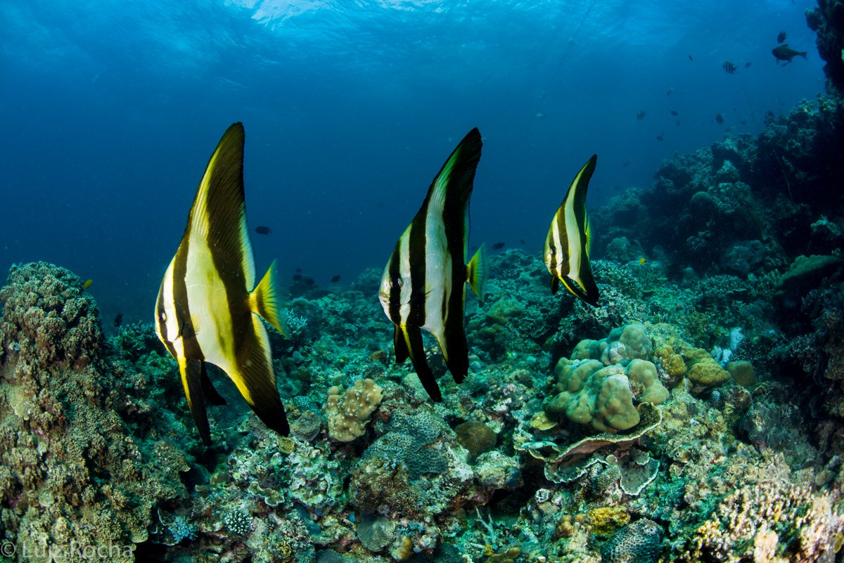 Two coral reef post-doctoral fellowships (in global ecology and genomics) open <a href="/calacademy/">California Academy of Sciences</a>! Spread the word! calacademy.snaphire.com/jobdetails?aji…