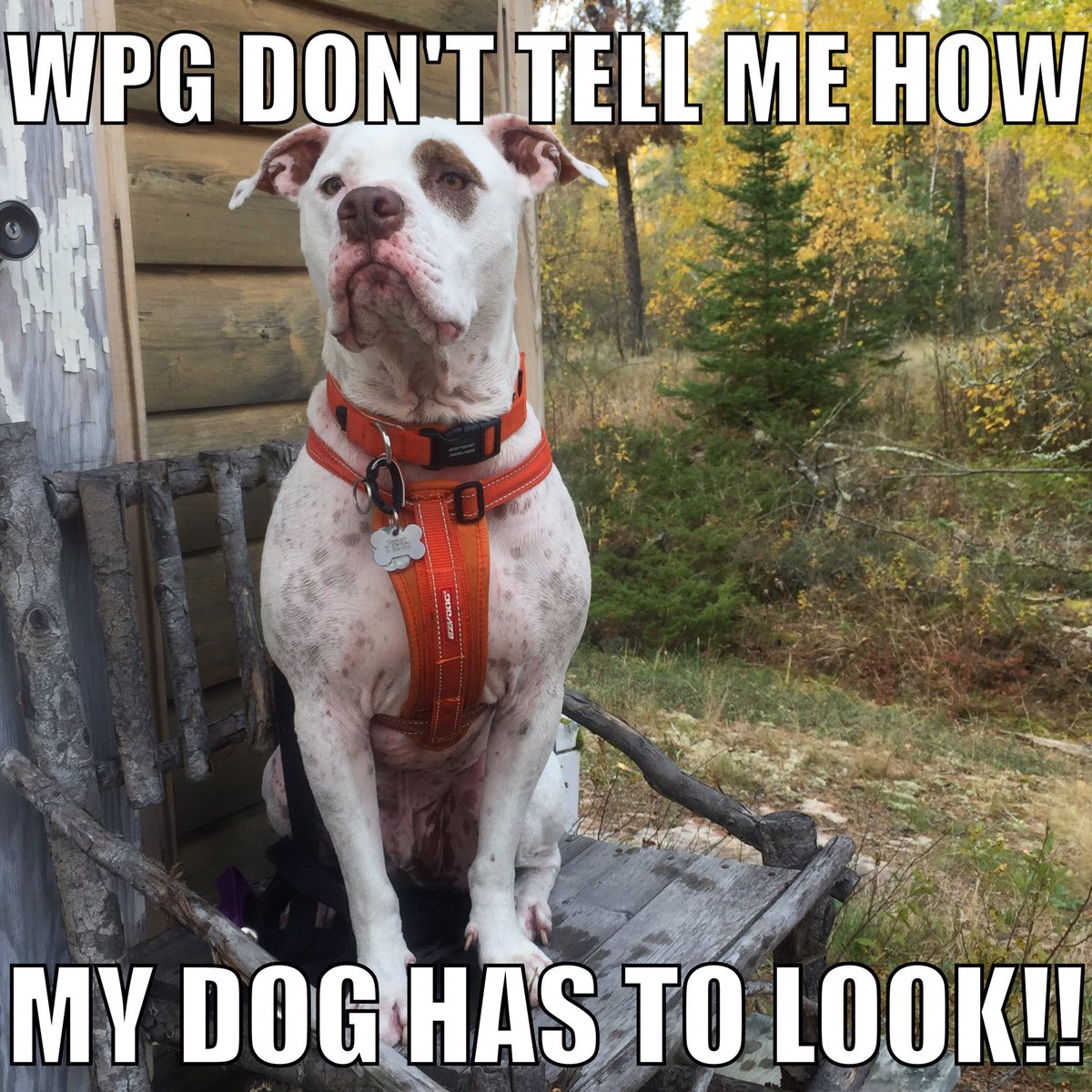 jane_endbsl's tweet photo. BSL tears families apart, causes fear, &amp; heartbreak! @Mayor_Bowman why are you allowing profiling and discrimination to thrive in Winnipeg? https://t.co/rS9mUEr3Ck