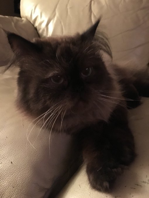 Please help Georgie Breathe! He is one of our family pets we love so much! https://t.co/jQn1WUFaJh https://t<a href="/tag/flash"class="tags"><span>#flash</span></a><a href="/tag/awesome"class="tags"><span>#awesome</span></a><a href="/tag/omg"class="tags"><span>#omg</span></a><a href="/tag/professor"class="tags"><span>#professor</span></a><a href="/tag/ucdavis"class="tags"><span>#ucdavis</span></a>