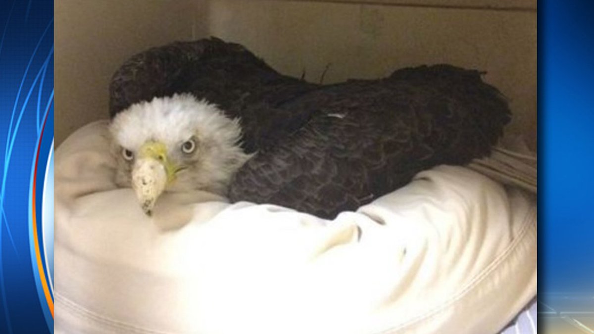 #BREAKING Bald eagle rescued from Fla. storm drain has died bit.ly/2eTLrK1?utm_me… https://t.co/dcGCDzlGFu
