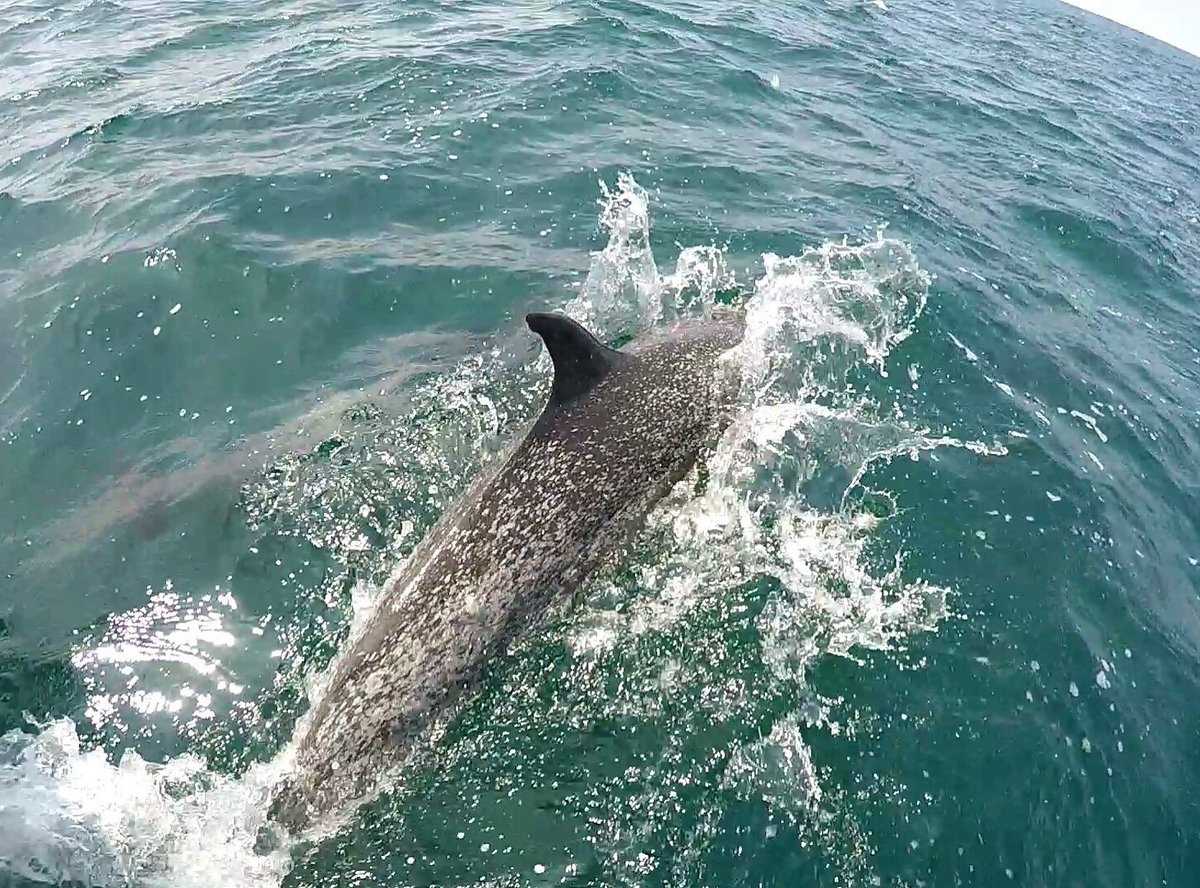 DanielitaHill's tweet photo. Have a great day!! Follow on IG @sealifediving and @DespertarAzul.documental cc @DespertarAzul_  #dolphins https://t.co/w2FlT1bfwm