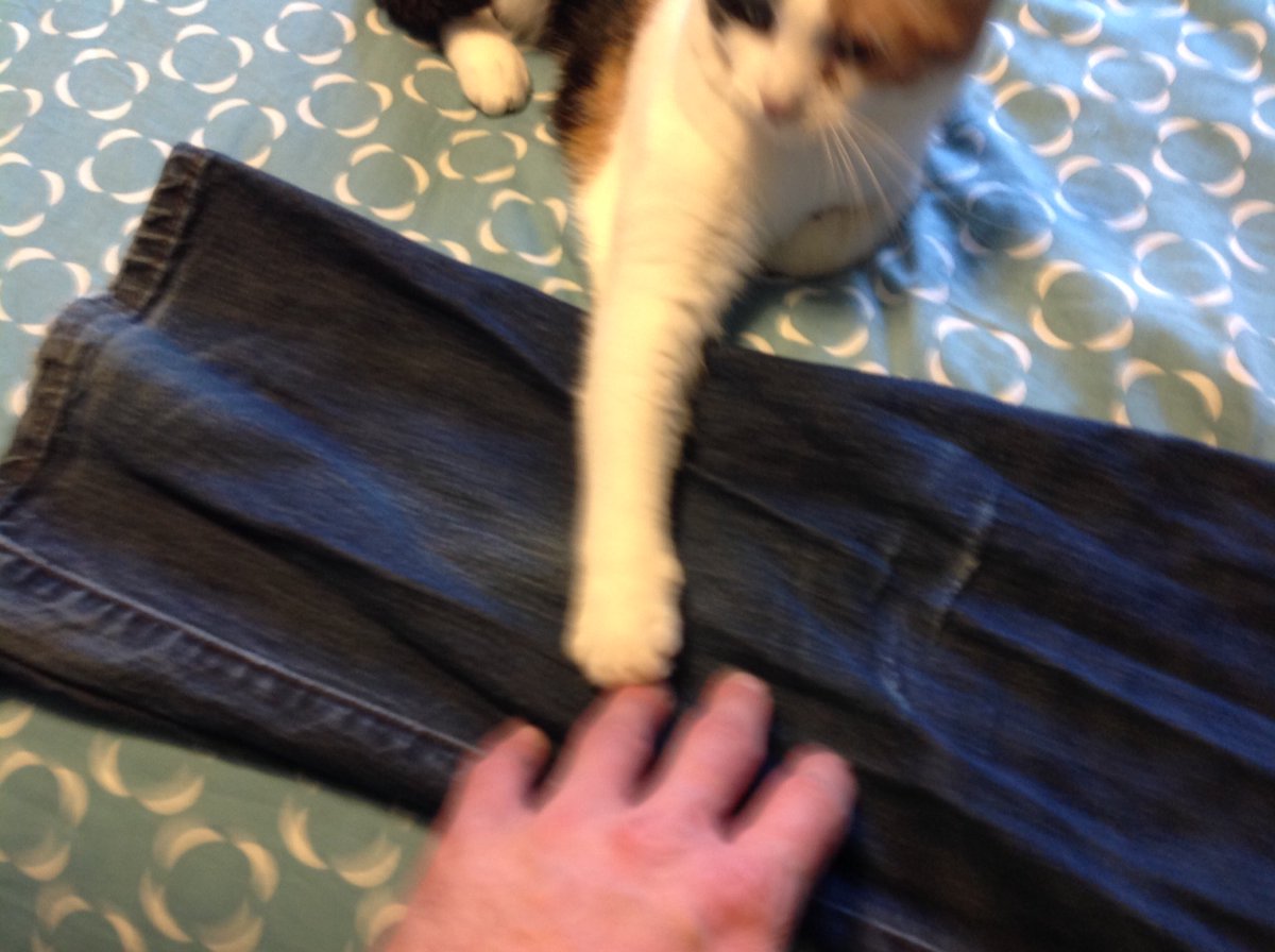 DancaDesignInc's tweet photo. You know you're accomplished at folding laundry when God sends a cat to challenge you in completing your chores! https://t.co/1N7jsPJW68
