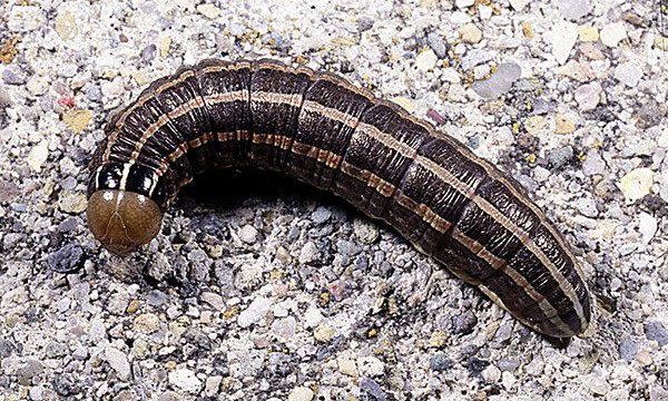 SFM_Magazine's tweet image. #TurfHealthTuesday: Know Your Pests ... Can you identify this specimen? #PestIDClass