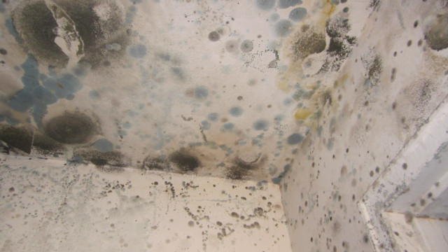 MilroServices's tweet photo. Got Mold? Give Milro Services a call to schedule an inspection for mold remediation #mold #moldremediation #milroservices #dkimember https://t.co/qbJzcWcYKQ