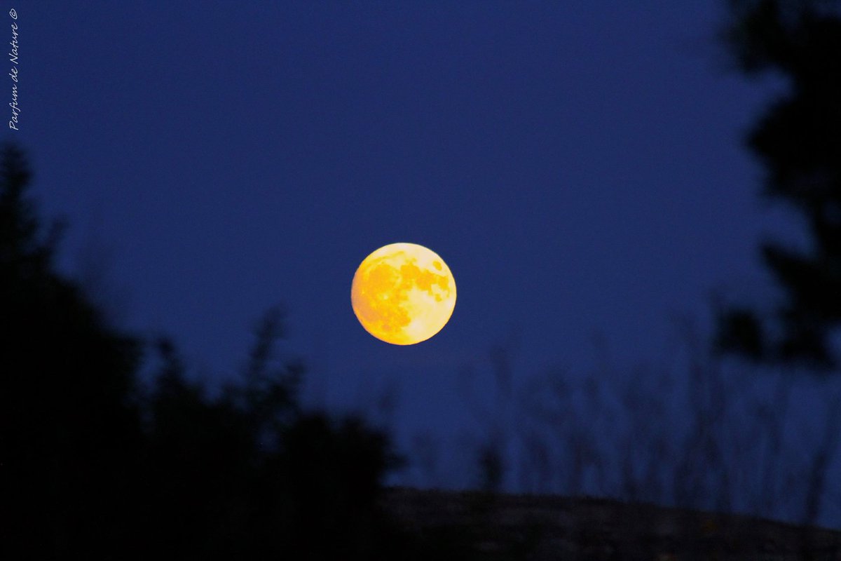 BnbTyvarRoz's tweet photo. C'est le moment de déguster une pleine lune #capiste où ! à #TrezGoarem #Esquibien. Bon app' ©E Cleac'h https://t.co/cjAJ2p8wsp