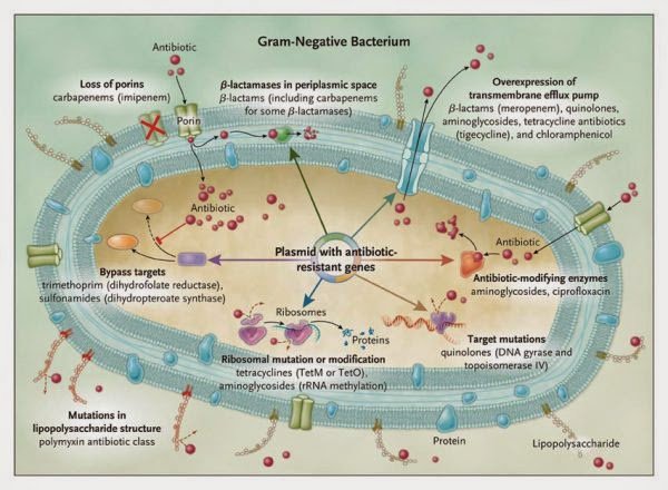 microBIOblog's tweet photo. Cómo una bacteria se hace resistente a los #antibióticos en una sola imagen #AntibioticResistance https://t.co/bc0JDfriW6