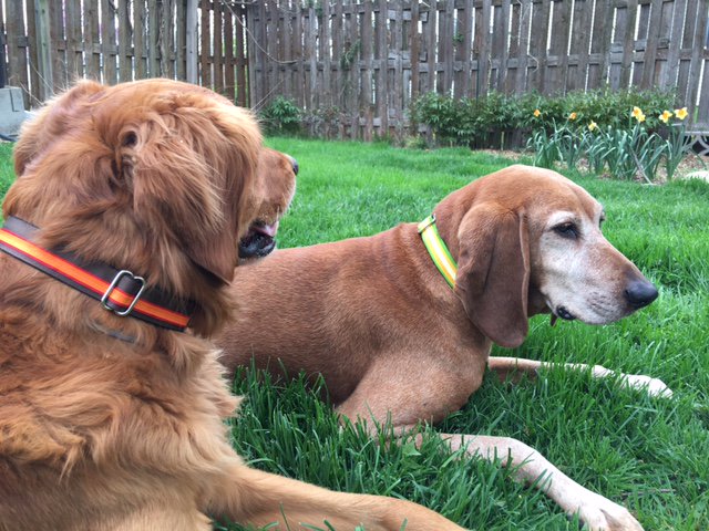 Cute twinning of Buzz and Sula with their new Martingale Dog Collars in fruity colors of orange and yellow! DYO: bit.ly/2e1F60X