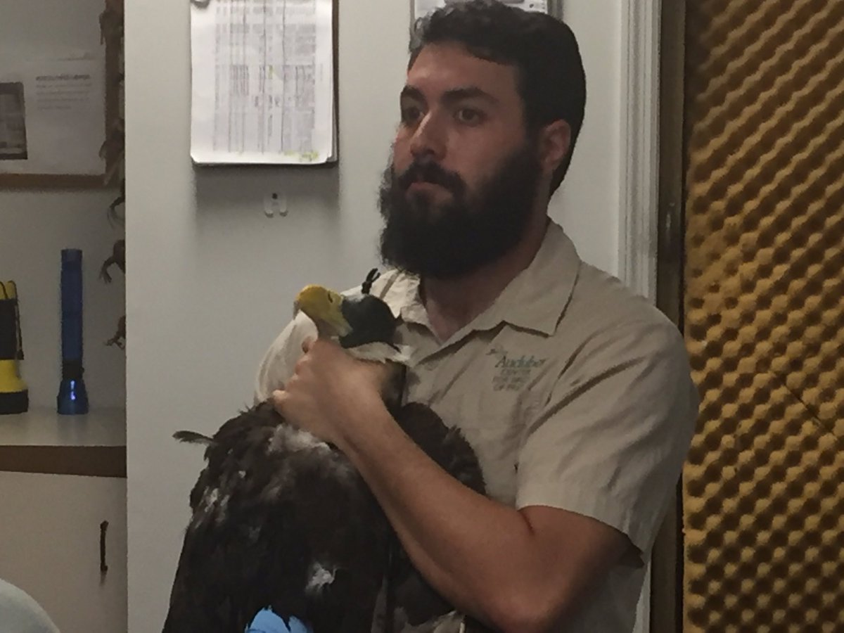 WFLATy's tweet photo. Caretakers say the injured eagle in Orlando has died. This is a picture about an hour after it was rescued https://t.co/Mb91Tbt0Fv