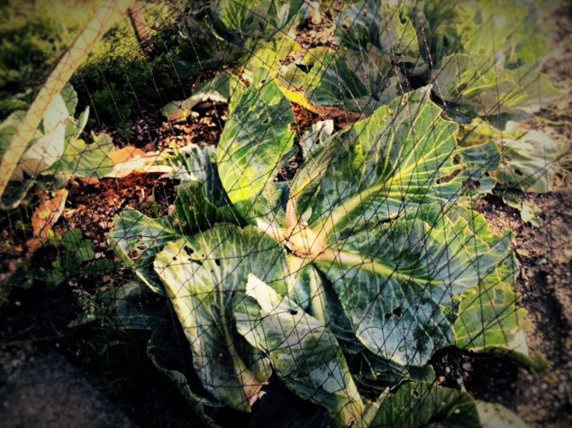 Nieuw blog van Moestuinmuts: Rotte kool bit.ly/2eCt2Gk #leidscherijn #vleuten #demeern