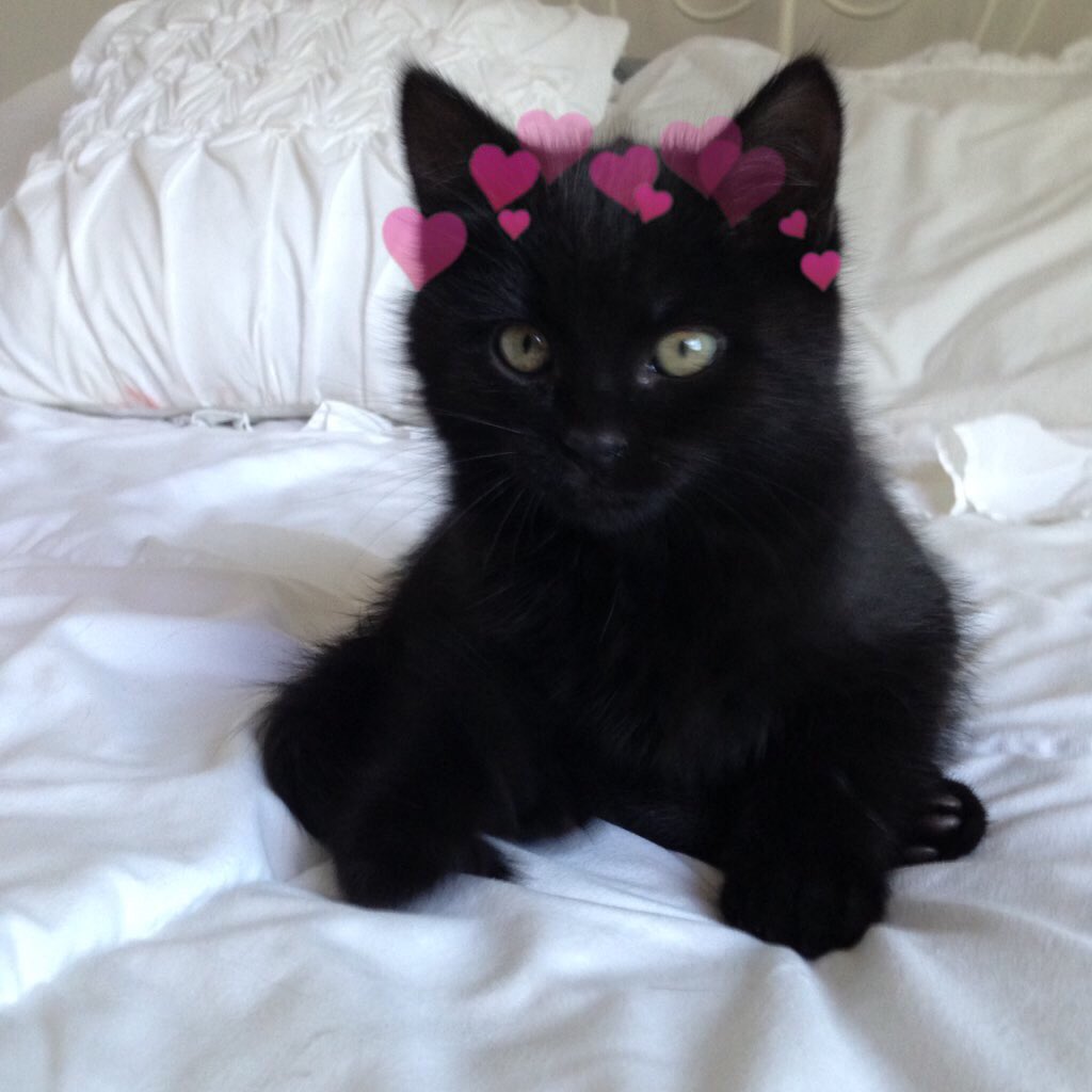 catswithearts's tweet photo. https://t.co/L6p4E8Z9J3