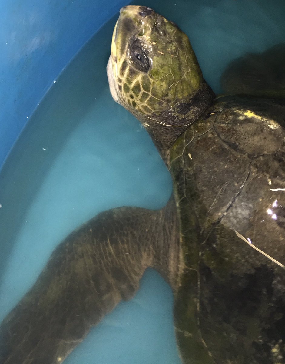 Anglesey Sea Zoo Marine Conservation Centre tweet media