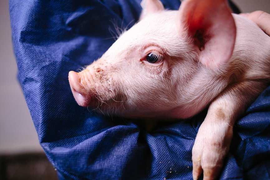 avivageninc's tweet photo. Avivagen Announces Agreement to Form Chinese Joint Venture To Commercialize OxC-Beta™ Livestock https://t.co/686X9ei9L3 #OxBC #AMR https://t.co/UHOcfAvAqX