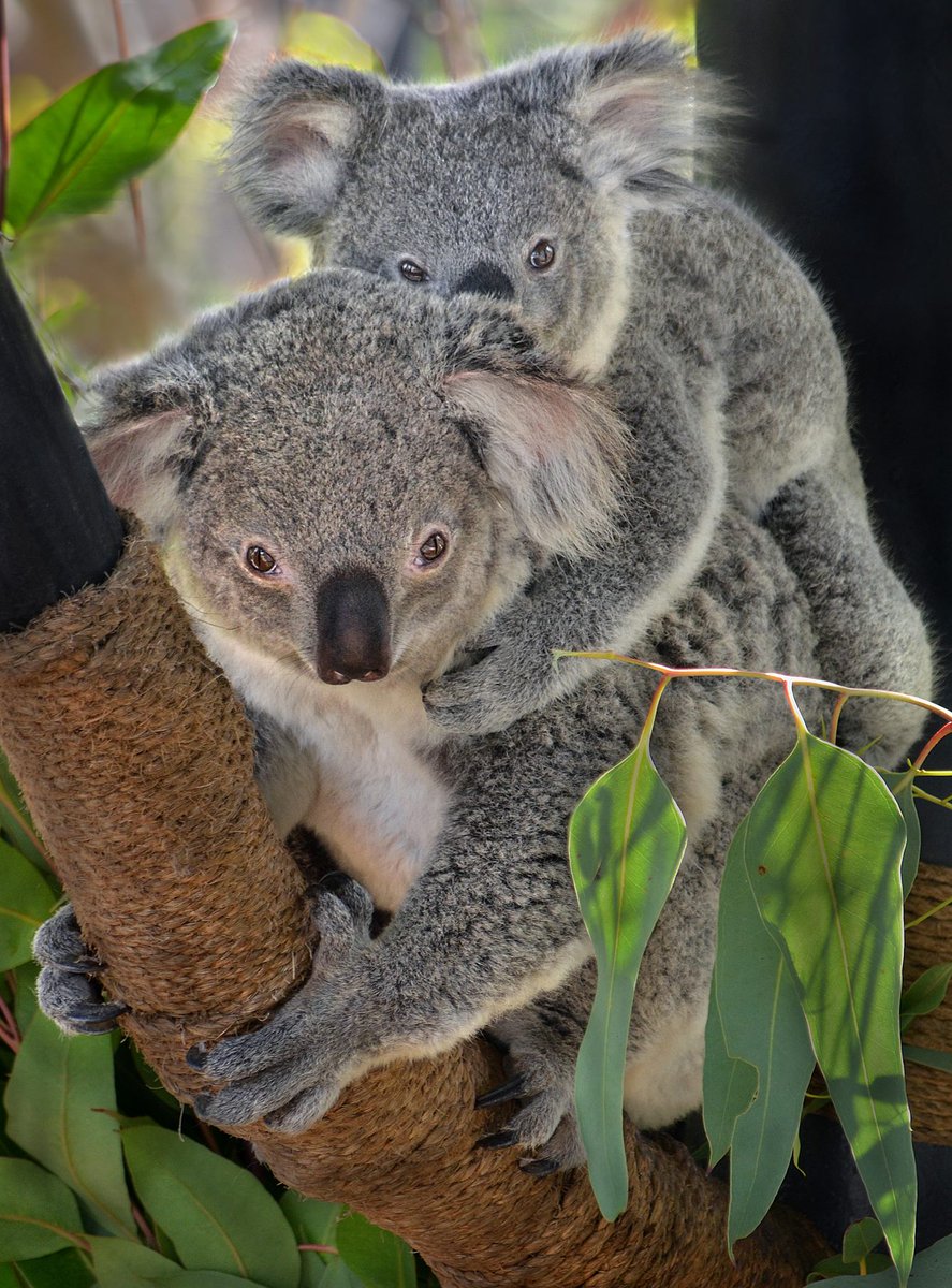 Hitching a cuddly ride to Koalafornia. 🐨 (photo: Ion Moe) https://t.co/lAfqcMfvo8