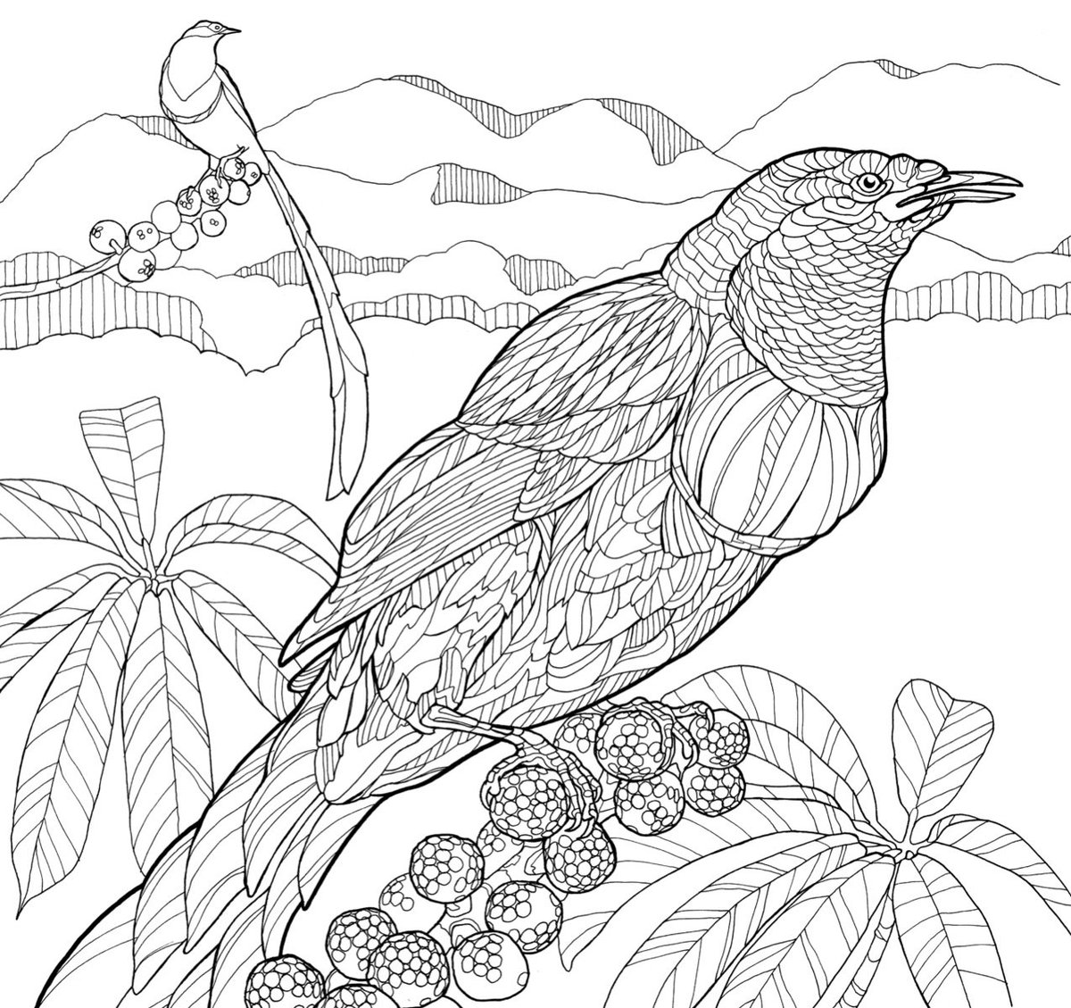 CornellLabPg's tweet photo. Check out our coloring page featuring Stephanie’s Astrapia! Download this for free here! https://t.co/FKqVfKF5t4 #ColoringBook #Birds https://t.co/1P71Dh03KR