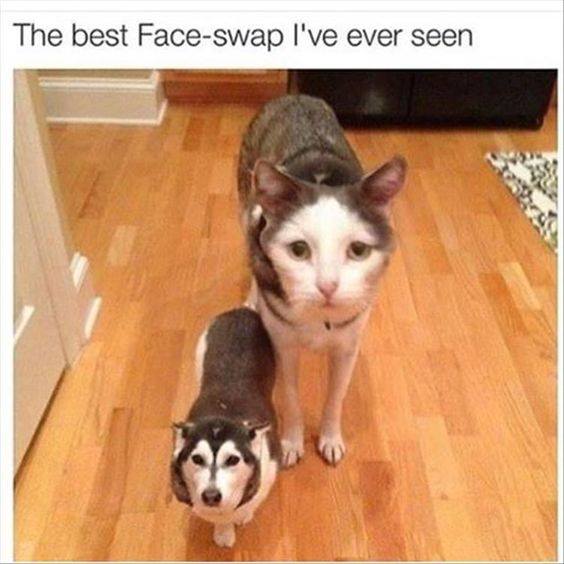 TrustOurCharlie's tweet photo. Too funny! #snapchat #faceswap #pets https://t.co/FuBUFEXUVx