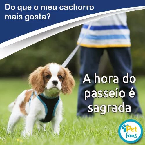 PetFansApp's tweet photo. APP Pet Fans. Gratuito. Baixe agora!!! 
https://t.co/KxBbTF4pow https://t.co/HJ5jOs13Ir