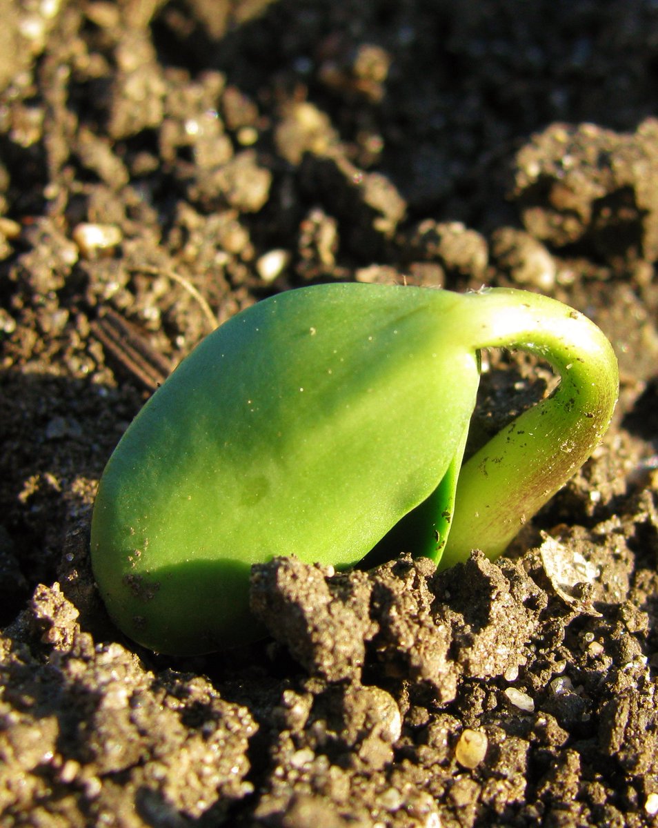 NSGeneticsUS's tweet photo. PROVEN: Why Baby #Beans Are Hyper-Sensitive to Weed Competition: https://t.co/9kf3DVuLcO #igrowsoybeans #growingsoybeans https://t.co/jW4rJUADN3