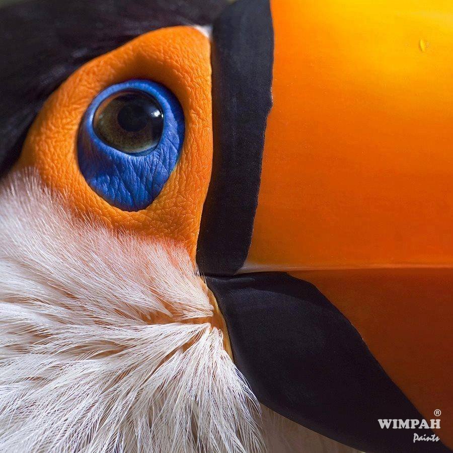 WIMPAHPAINTS's tweet photo. #Wallpapers #Backgrounds #Nature #Animals #Photography #Birds https://t.co/fl6CUZjVOQ
