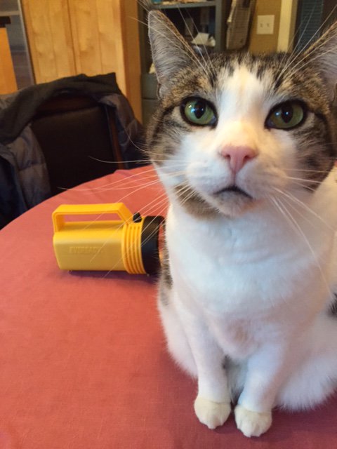 growingupzee's tweet photo. #BeforeAFirstDate make sure you feed your cat. https://t.co/aUcENlJQAw